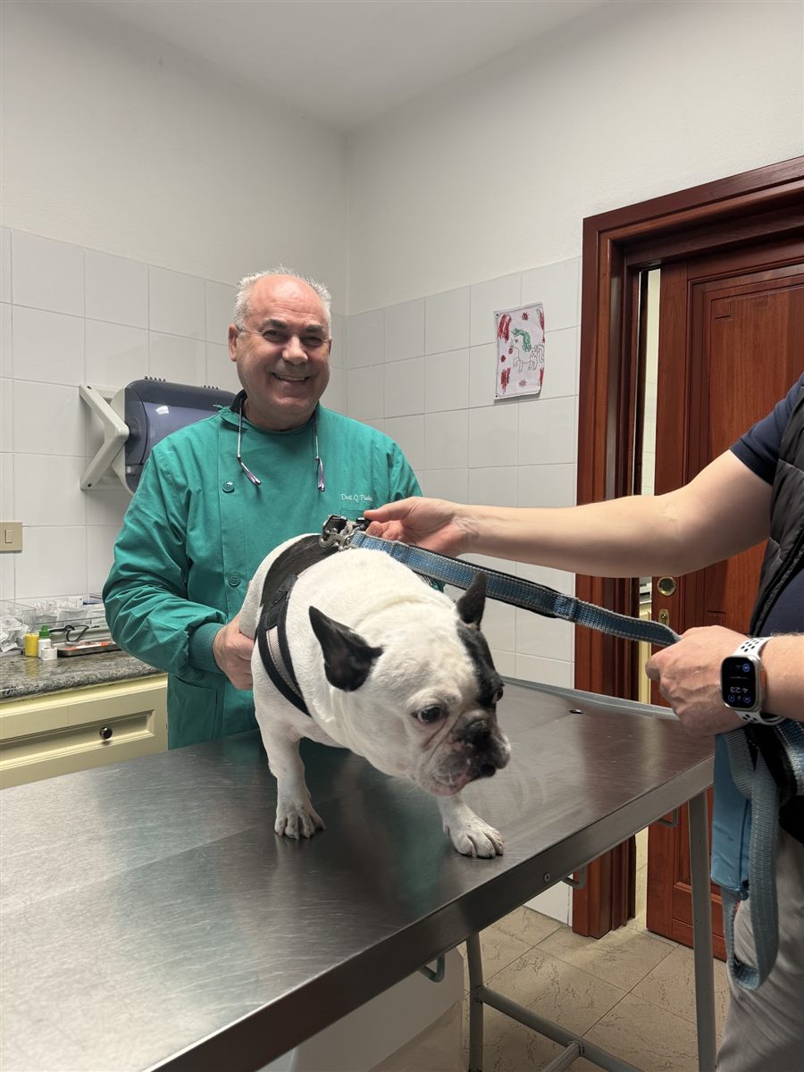 Il Dr. Quinto Puddu sorridente in sala visite con un bulldog francese